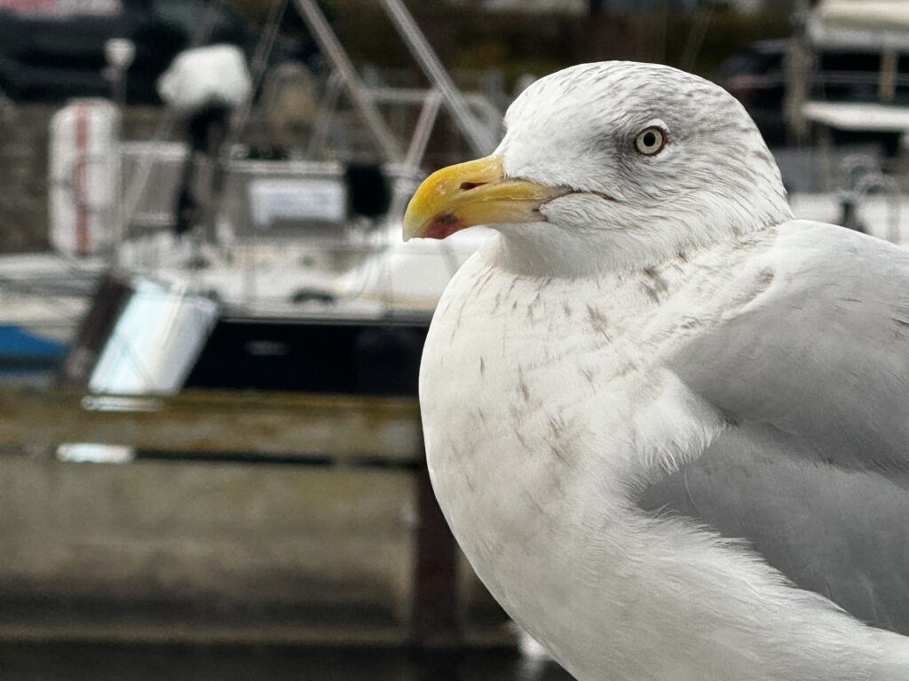 Hafen, Eckernförde, Albatros