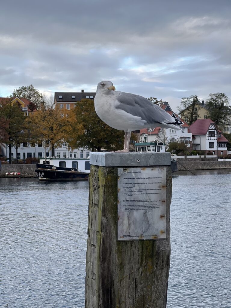 Hafen, Eckernförde, Albatros