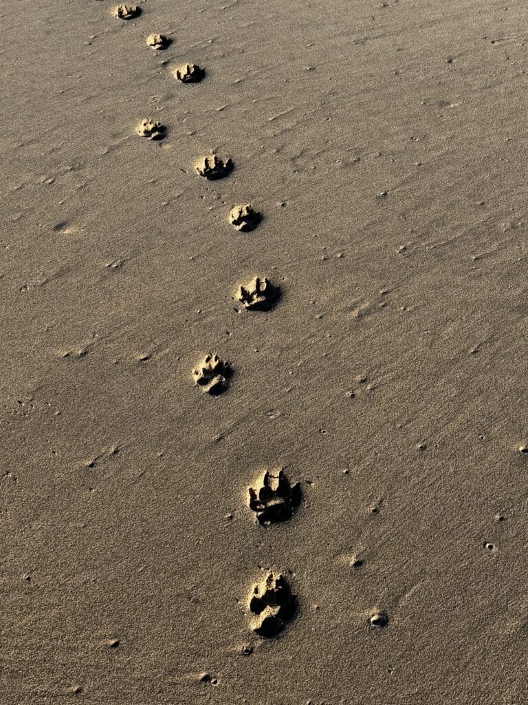 Hundspuren, Kiara, Standabschnitt Ramatuelle